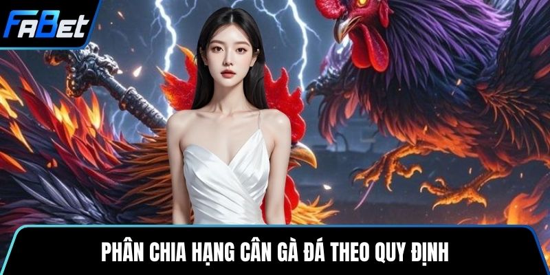 Phân chia hạng cân gà đá theo quy định
